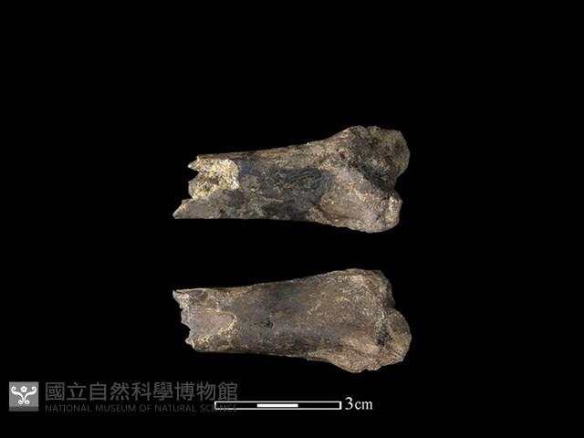 豬骨藏品圖，第1張