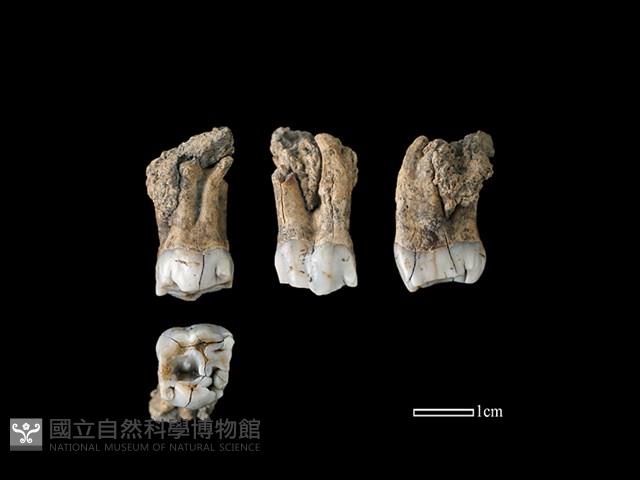 豬骨藏品圖，第1張