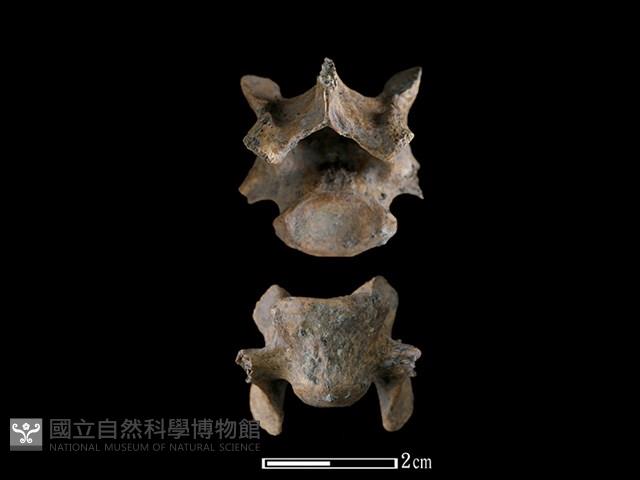 狗骨藏品圖，第1張