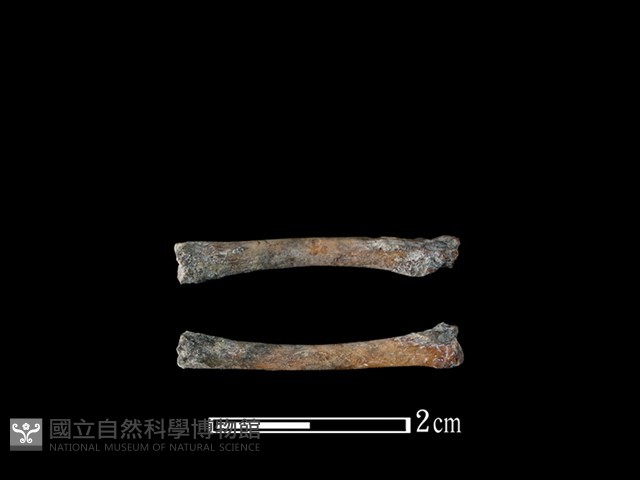 台灣野兔骨藏品圖，第1張