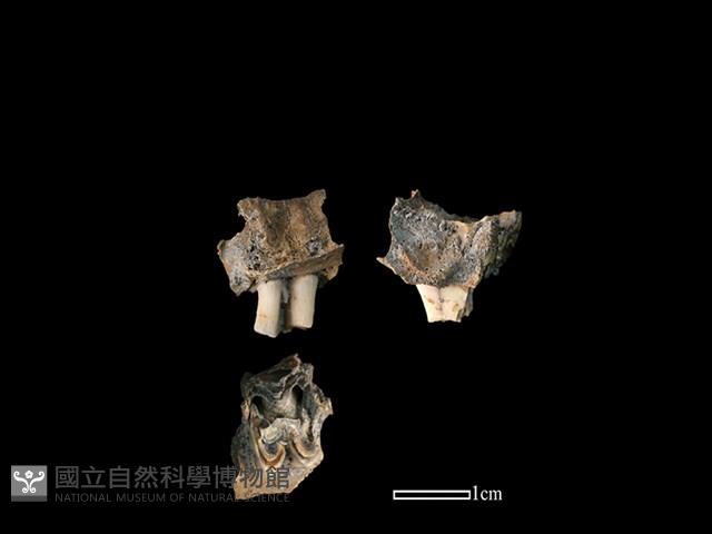 山羌骨藏品圖，第1張