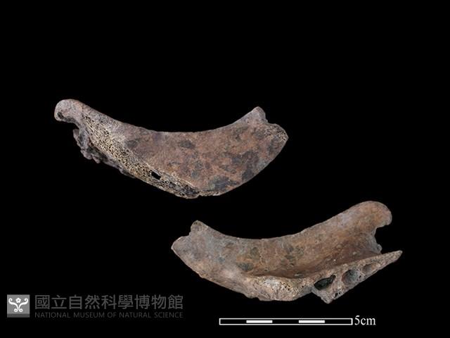 豬骨藏品圖，第1張