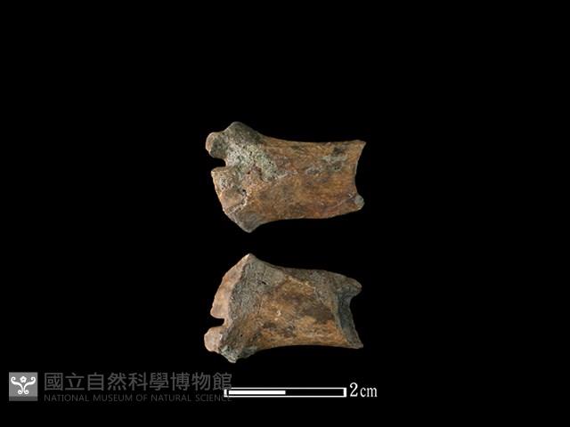 Accession Number:CSCSNS-2019-AB0188 Collection Image