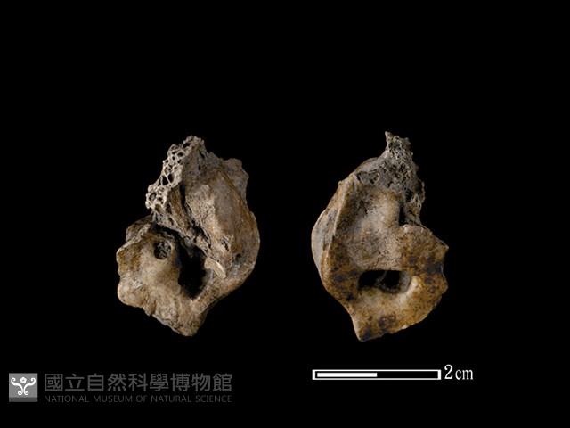 梅花鹿骨藏品圖，第1張