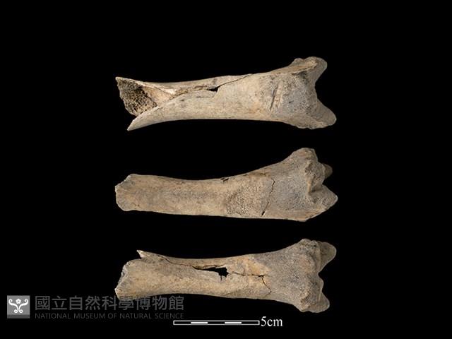 豬骨藏品圖，第1張