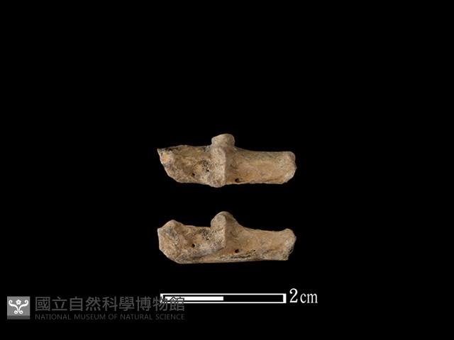 Accession Number:CSCSNS-2019-AB0788 Collection Image