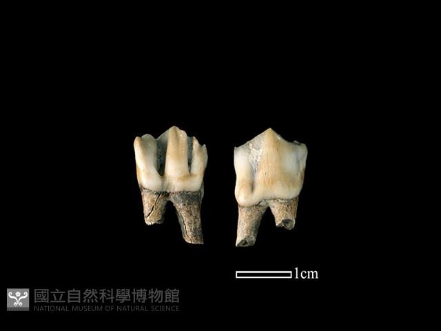 梅花鹿骨藏品圖，第1張