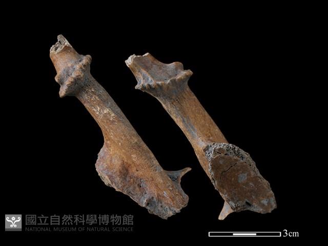 山羌骨藏品圖，第1張