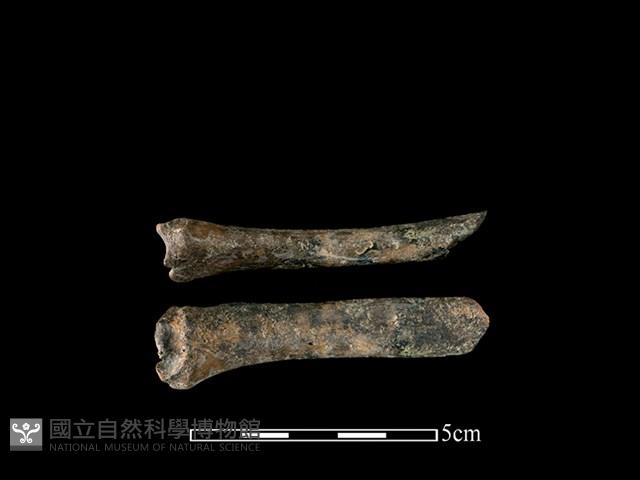 獐骨藏品圖，第1張