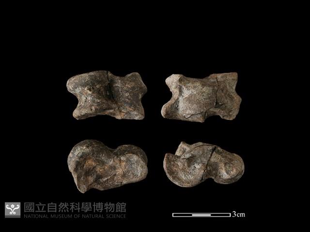 豬骨藏品圖，第1張