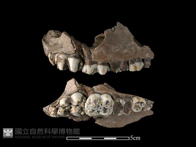 豬骨藏品圖，第1張