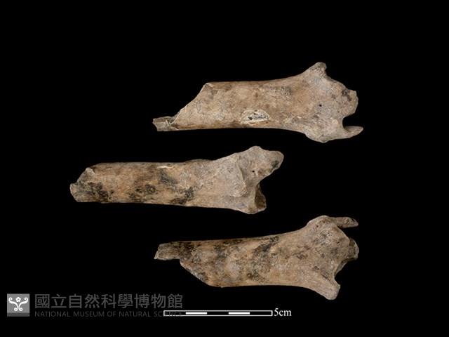 梅花鹿骨藏品圖，第1張