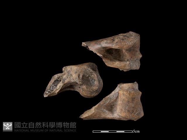 梅花鹿骨藏品圖，第1張