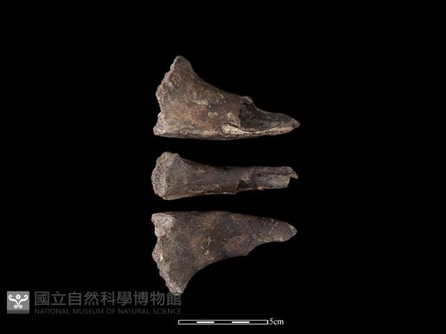 豬骨藏品圖，第1張