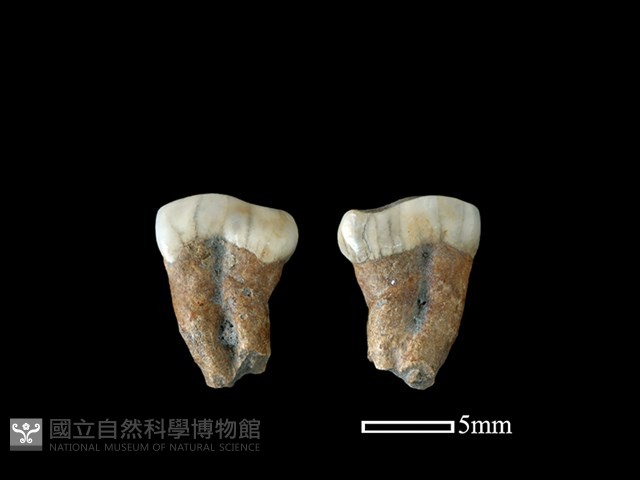 豬骨藏品圖，第1張