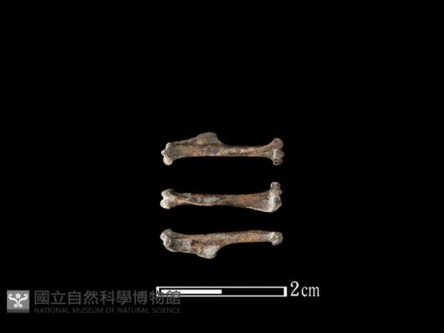 小黃腹鼠骨藏品圖，第1張