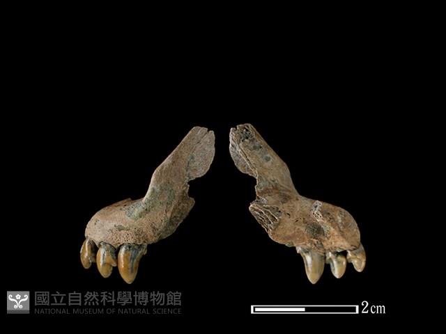 狗骨藏品圖，第1張