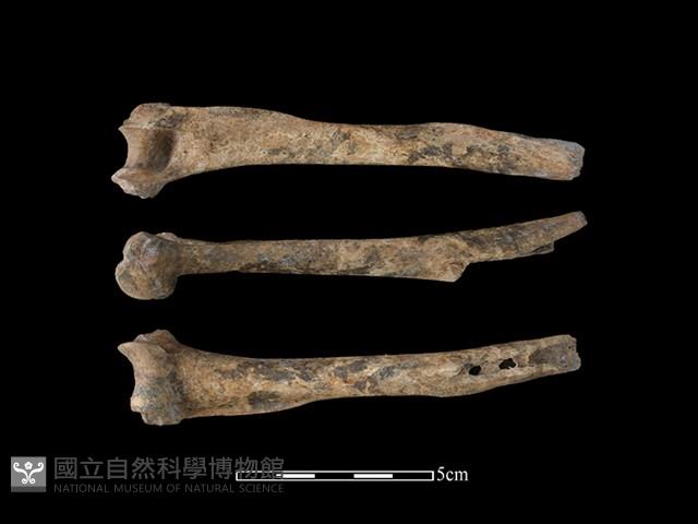 台灣獼猴骨藏品圖，第1張