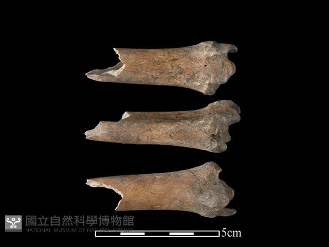 Accession Number:CSCSNS-2019-AB0118 Collection Image