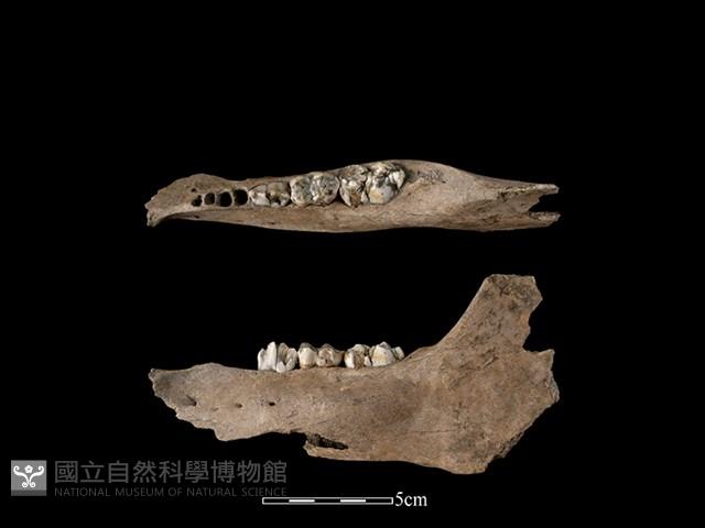 豬骨藏品圖，第1張