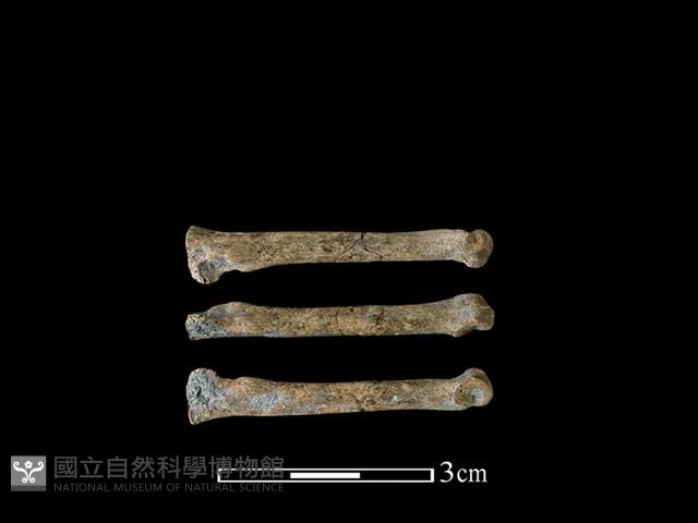 狗骨藏品圖，第1張