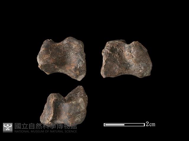 梅花鹿骨藏品圖，第1張