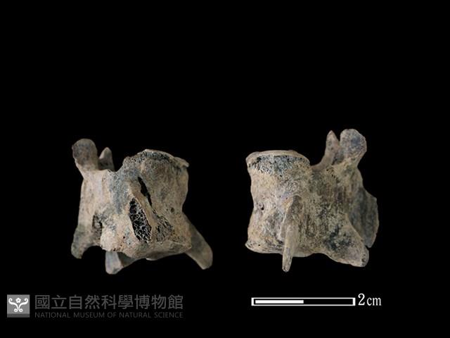 狗骨藏品圖，第1張