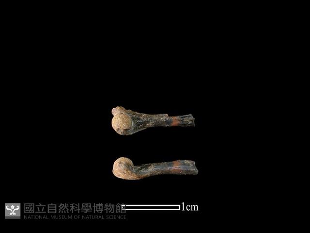 蛙骨藏品圖，第1張