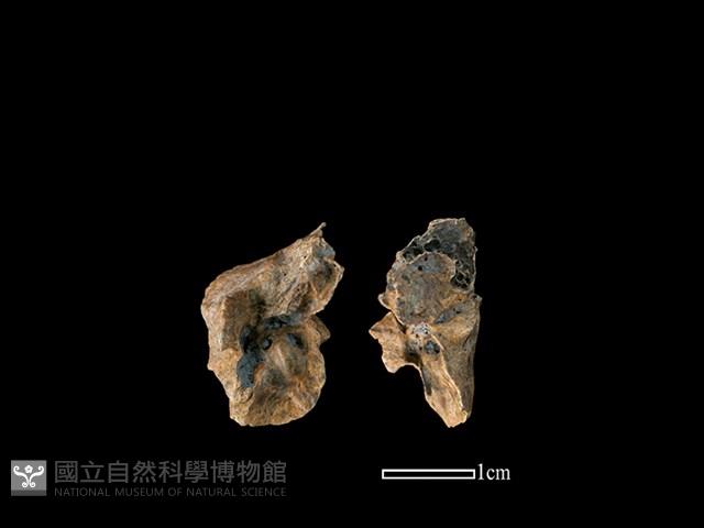 山羌骨藏品圖，第1張