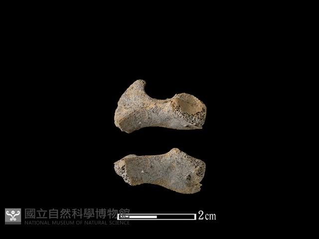 豬骨藏品圖，第1張