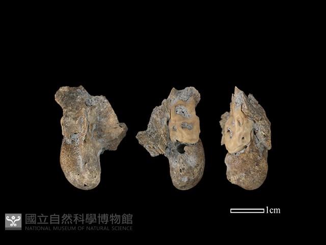 豬骨藏品圖，第1張