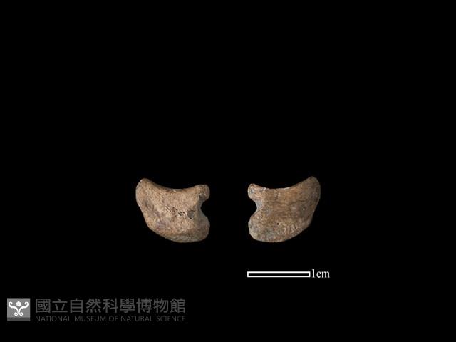 梅花鹿骨藏品圖，第1張