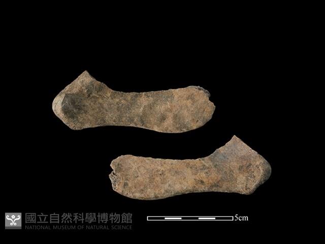 豬骨藏品圖，第1張