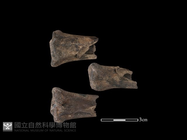 梅花鹿骨藏品圖，第1張