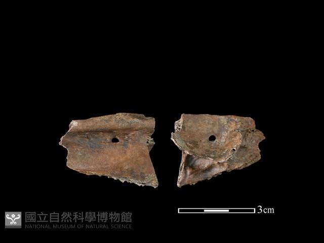 山羌骨藏品圖，第1張