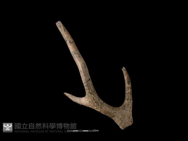 梅花鹿骨藏品圖，第1張