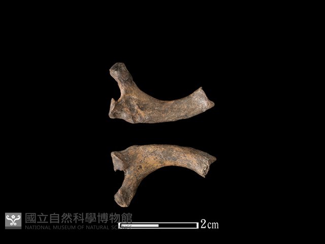 狗獾骨藏品圖，第1張