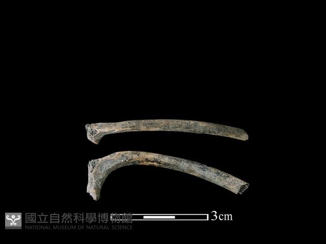 狗骨藏品圖，第1張