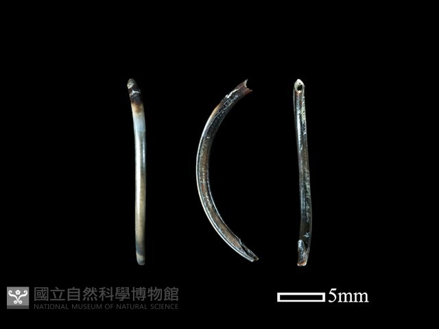 鼠類骨藏品圖，第1張