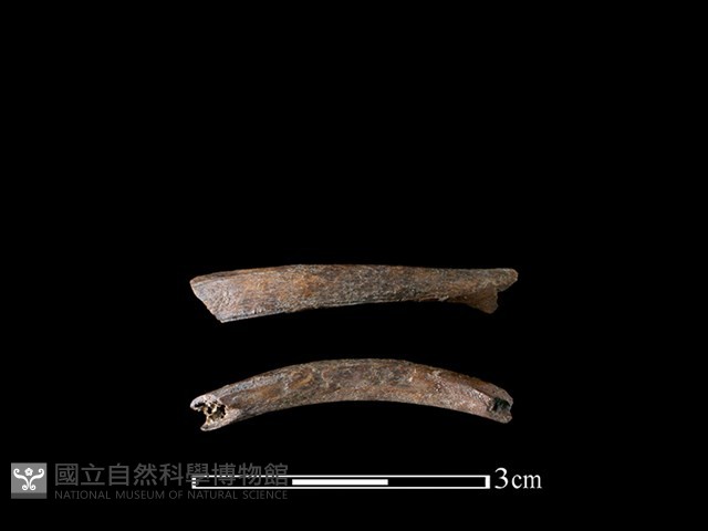 山羌骨藏品圖，第1張