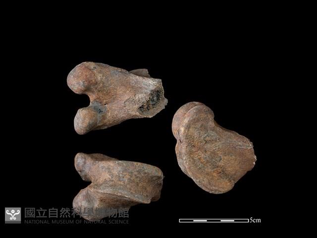 梅花鹿骨藏品圖，第1張