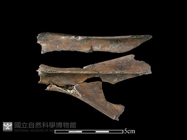 獐骨藏品圖，第1張