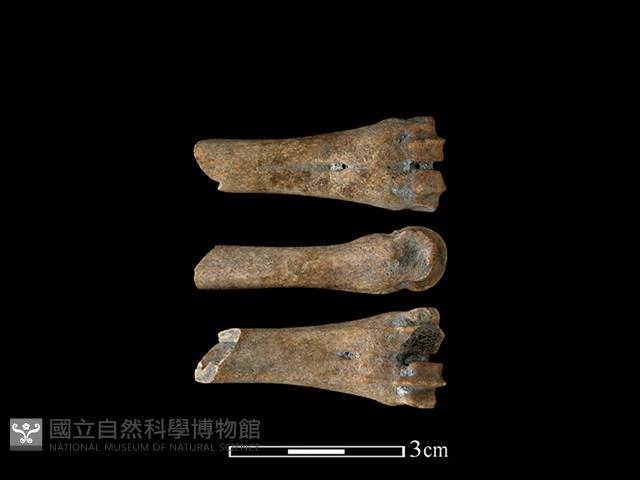 山羌骨藏品圖，第1張