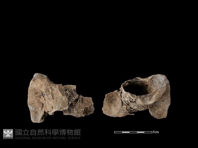 梅花鹿骨藏品圖，第1張