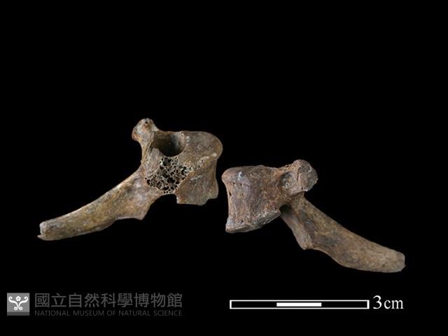 狗骨藏品圖，第1張