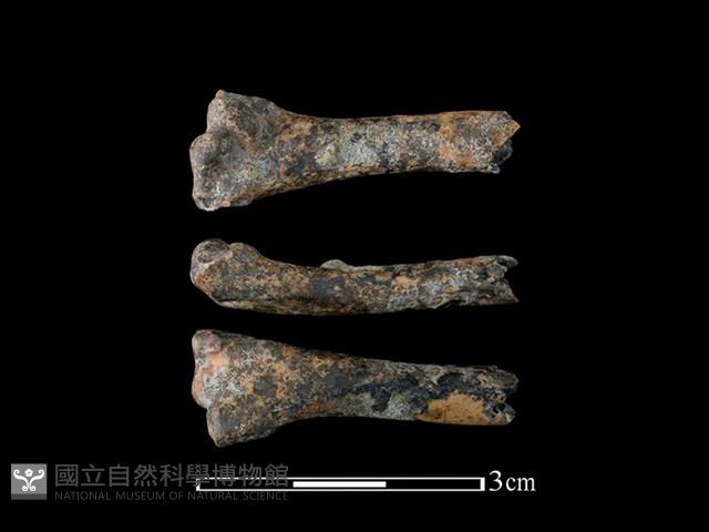 環頸雉骨藏品圖，第1張