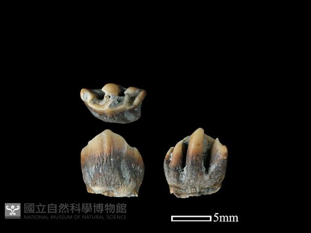 山羌骨藏品圖，第1張