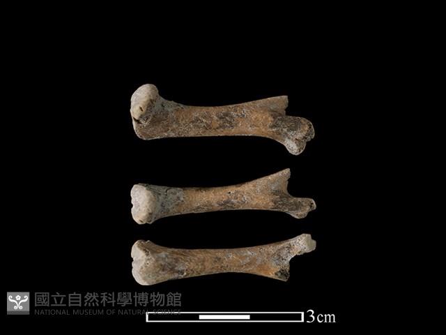 豬骨藏品圖，第1張