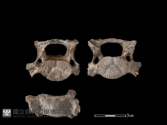 豬骨藏品圖，第1張