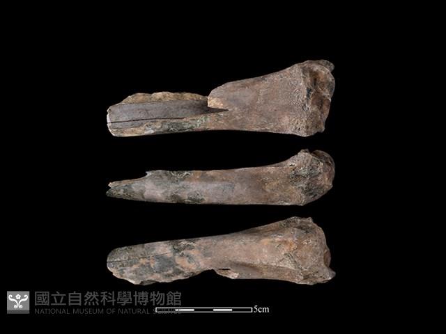 梅花鹿骨藏品圖，第1張